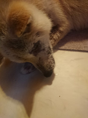 f:id:roukenhome-ann:20190808140024j:plain