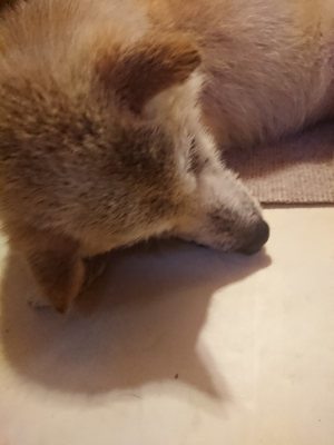 f:id:roukenhome-ann:20190808140028j:plain