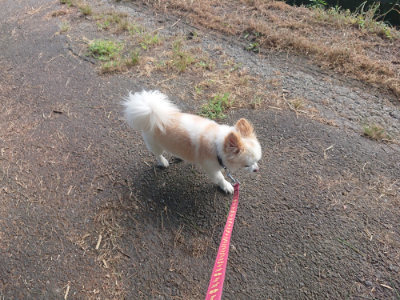 f:id:roukenhome-ann:20190808140241j:plain