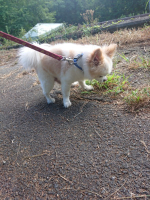 f:id:roukenhome-ann:20190808140306j:plain