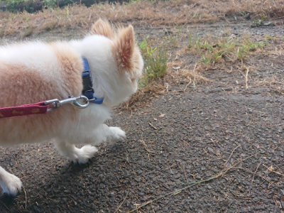 f:id:roukenhome-ann:20190808140317j:plain