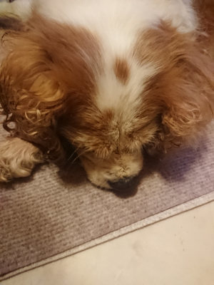 f:id:roukenhome-ann:20190808140403j:plain