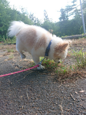 f:id:roukenhome-ann:20190808140426j:plain