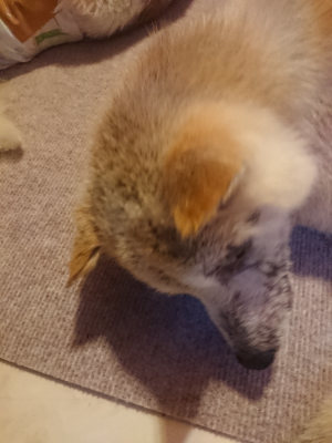 f:id:roukenhome-ann:20190808140518j:plain