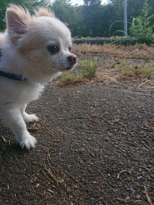 f:id:roukenhome-ann:20190808140526j:plain
