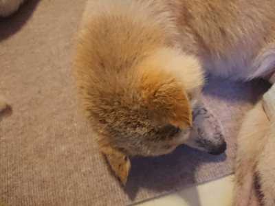 f:id:roukenhome-ann:20190808140531j:plain
