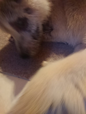 f:id:roukenhome-ann:20190808140539j:plain