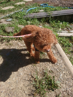 f:id:roukenhome-ann:20190808201220j:plain