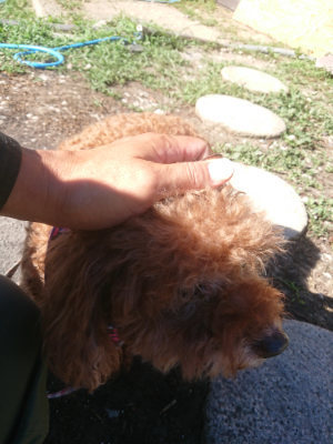 f:id:roukenhome-ann:20190808201559j:plain
