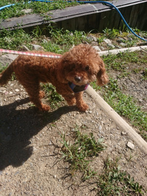 f:id:roukenhome-ann:20190808202542j:plain