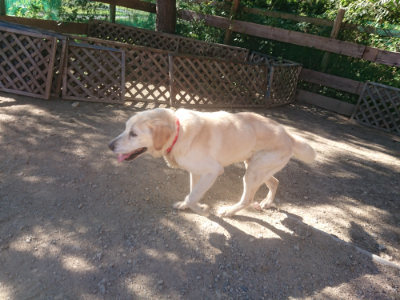 f:id:roukenhome-ann:20190808203756j:plain