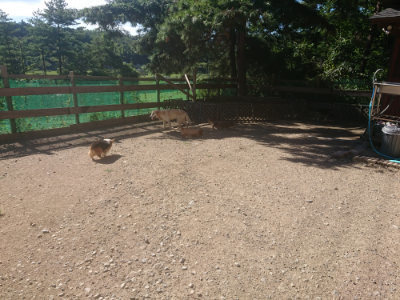 f:id:roukenhome-ann:20190808203918j:plain