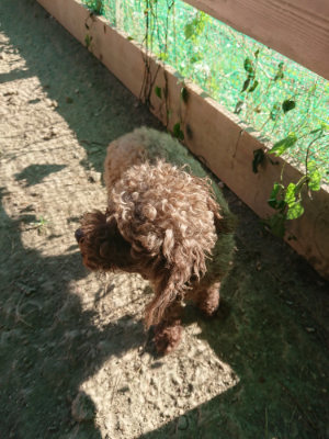 f:id:roukenhome-ann:20190808214808j:plain