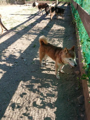 f:id:roukenhome-ann:20190808221749j:plain
