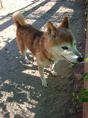 f:id:roukenhome-ann:20190808221755j:plain
