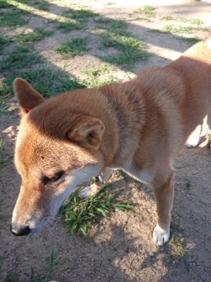 f:id:roukenhome-ann:20190808223023j:plain