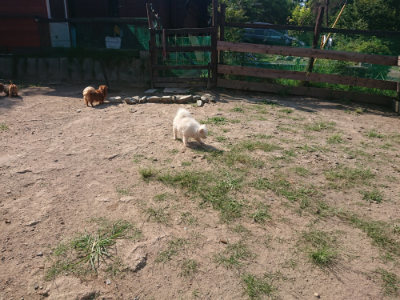 f:id:roukenhome-ann:20190811145103j:plain
