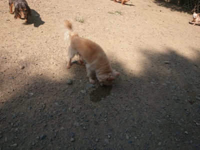 f:id:roukenhome-ann:20190811145428j:plain