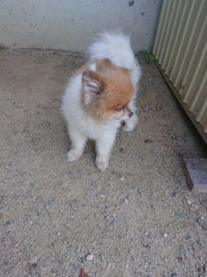 f:id:roukenhome-ann:20190811151202j:plain
