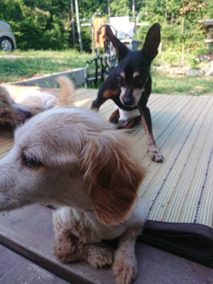 f:id:roukenhome-ann:20190811153004j:plain