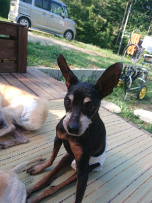 f:id:roukenhome-ann:20190811153053j:plain