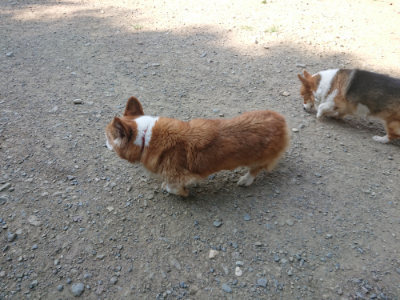 f:id:roukenhome-ann:20190811172219j:plain