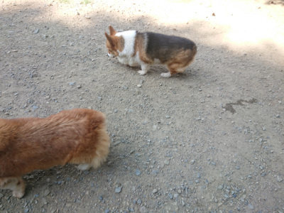 f:id:roukenhome-ann:20190811172246j:plain