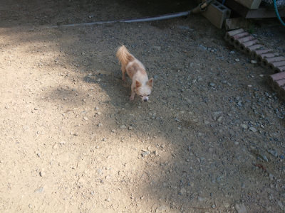 f:id:roukenhome-ann:20190811172856j:plain