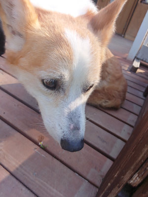 f:id:roukenhome-ann:20190811173116j:plain