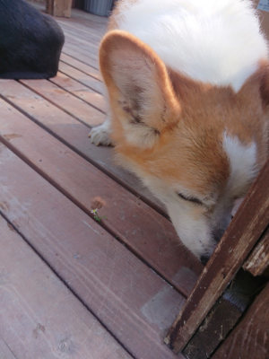 f:id:roukenhome-ann:20190811173203j:plain