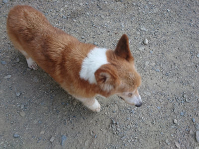 f:id:roukenhome-ann:20190811173235j:plain