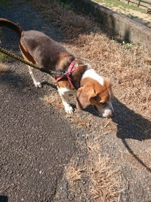 f:id:roukenhome-ann:20190811180851j:plain