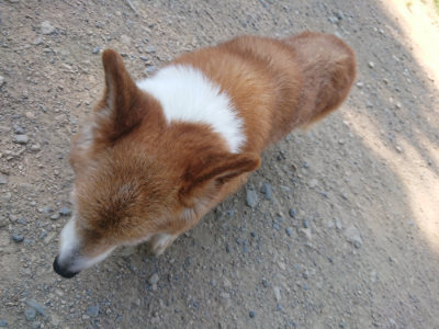 f:id:roukenhome-ann:20190811180929j:plain