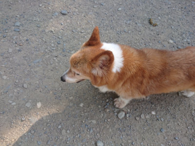 f:id:roukenhome-ann:20190811181118j:plain