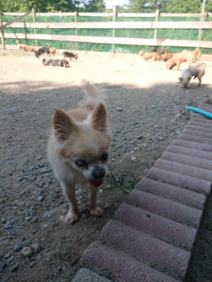 f:id:roukenhome-ann:20190811181141j:plain