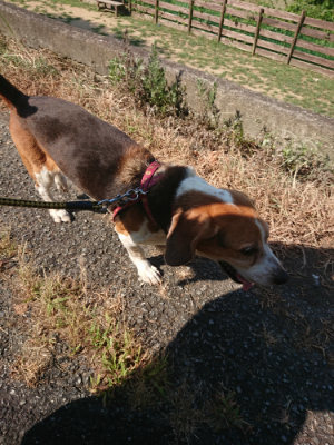 f:id:roukenhome-ann:20190811182314j:plain