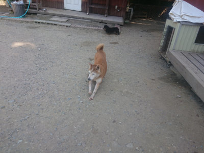 f:id:roukenhome-ann:20190811182736j:plain