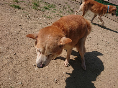 f:id:roukenhome-ann:20190811182741j:plain