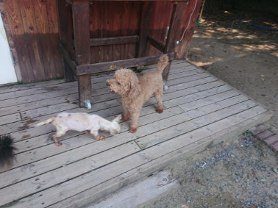f:id:roukenhome-ann:20190811183033j:plain