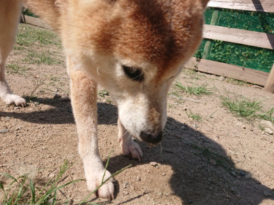 f:id:roukenhome-ann:20190811184523j:plain