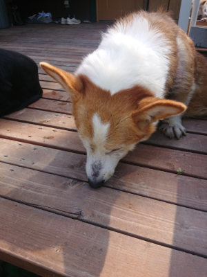 f:id:roukenhome-ann:20190811184726j:plain