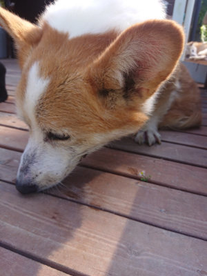 f:id:roukenhome-ann:20190811184809j:plain