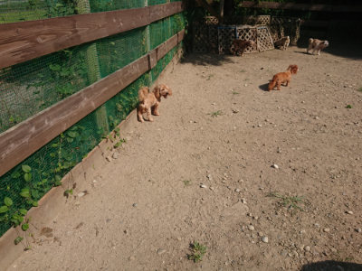 f:id:roukenhome-ann:20190811184849j:plain