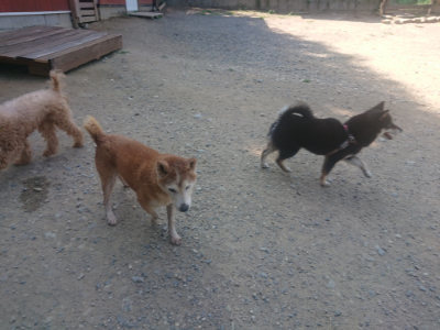 f:id:roukenhome-ann:20190811184921j:plain