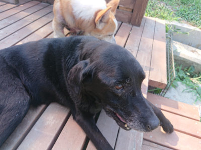 f:id:roukenhome-ann:20190811185004j:plain