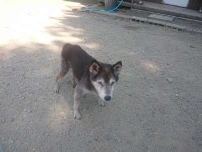 f:id:roukenhome-ann:20190811190720j:plain