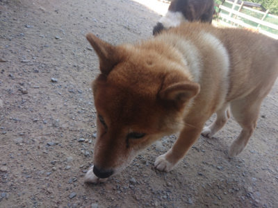 f:id:roukenhome-ann:20190811191342j:plain