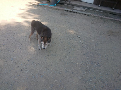 f:id:roukenhome-ann:20190811191414j:plain