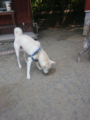 f:id:roukenhome-ann:20190811191421j:plain