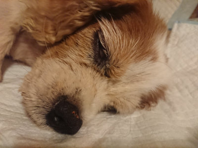 f:id:roukenhome-ann:20190811191844j:plain